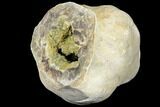 Yellow Crystal Filled Septarian Geode ( lbs) - Utah #127994-1